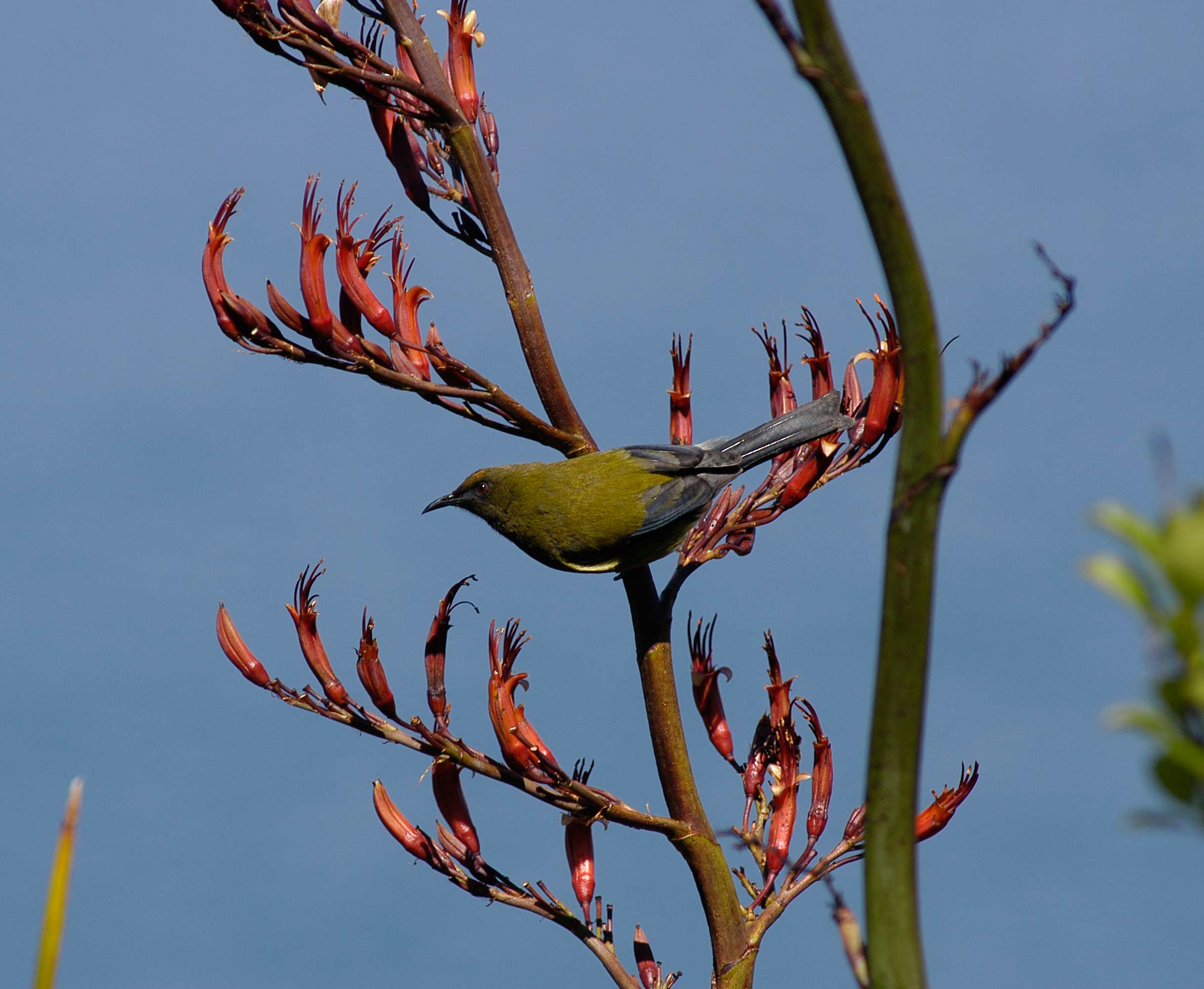 New Zealand bellbird, korimako